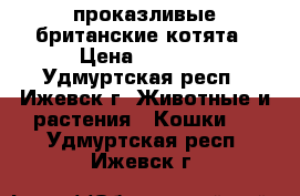 проказливые британские котята › Цена ­ 2 000 - Удмуртская респ., Ижевск г. Животные и растения » Кошки   . Удмуртская респ.,Ижевск г.